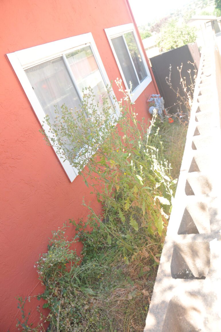 Tall weeds are framed by a salmon-colored stucco wall and a cinderblock wall where Jared Huey was killed on June 30, 2012. His body is barely visible next to an evidence placard near a natural gas hookup.