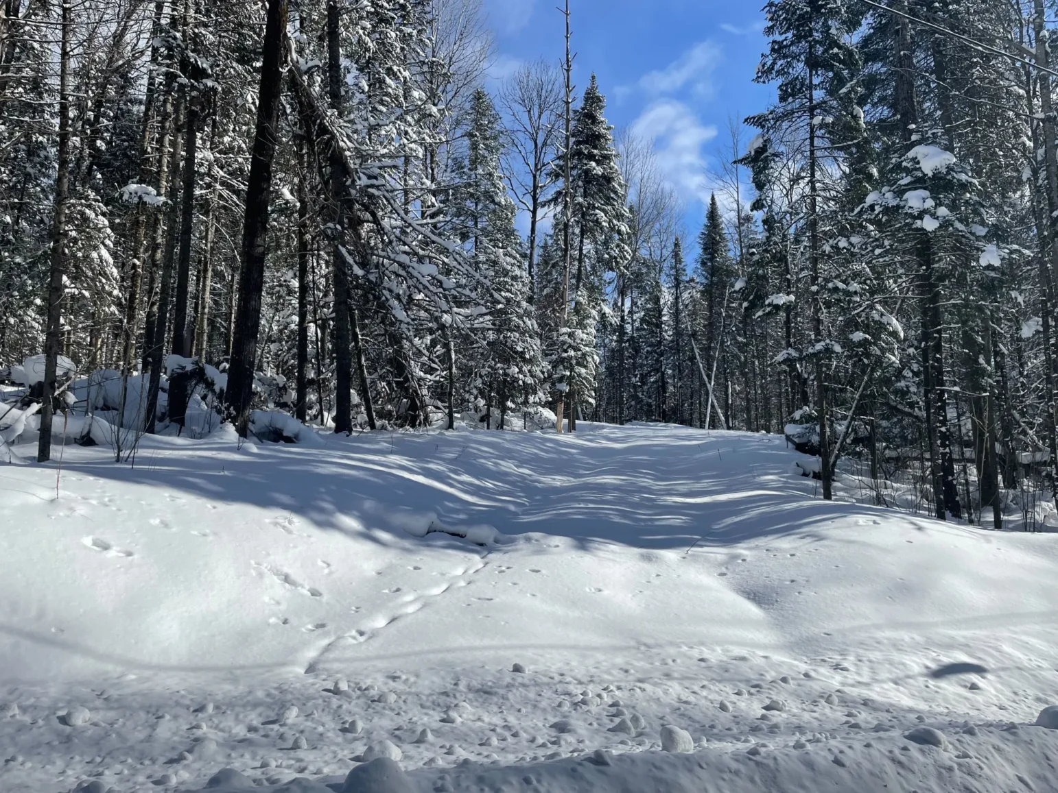 A snow-covered forest trail lined with tall evergreens and bare deciduous trees. The ground is blanketed in fresh white snow under a sunny blue sky, with dappled shadows stretching across the clearing.