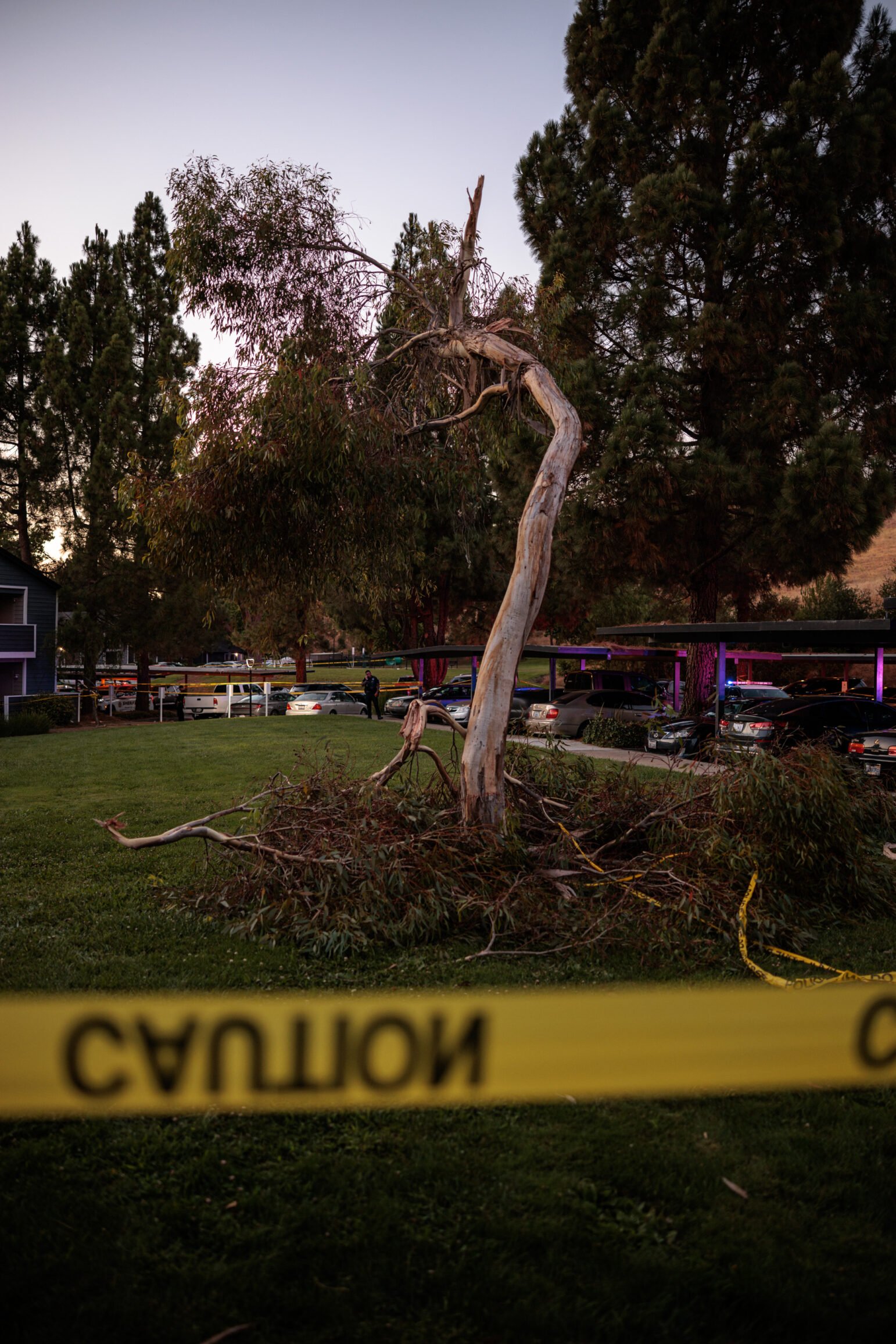 Twilight scene of a splintered tree with fallen branches on the grass, yellow CAUTION tape in the foreground, and an apartment parking lot with cars and flashing emergency lights in the background.